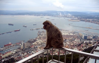 gibraltar-makakos.jpg