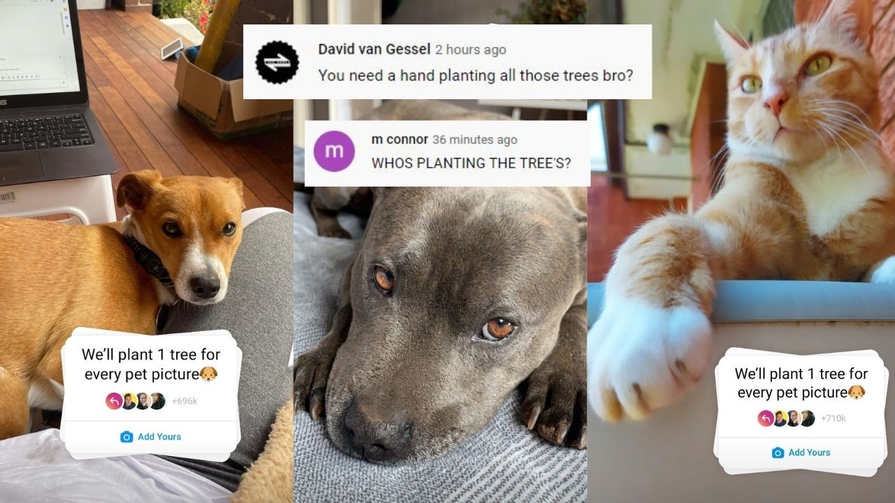 1-tree-for-every-pet-picture-instagram.jpg