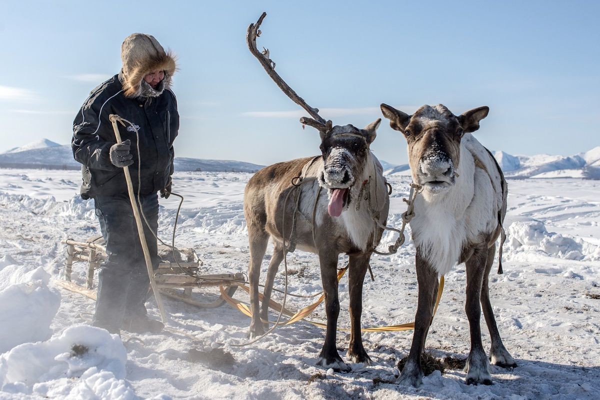 reindeers-oymyakon-yakutia.jpg