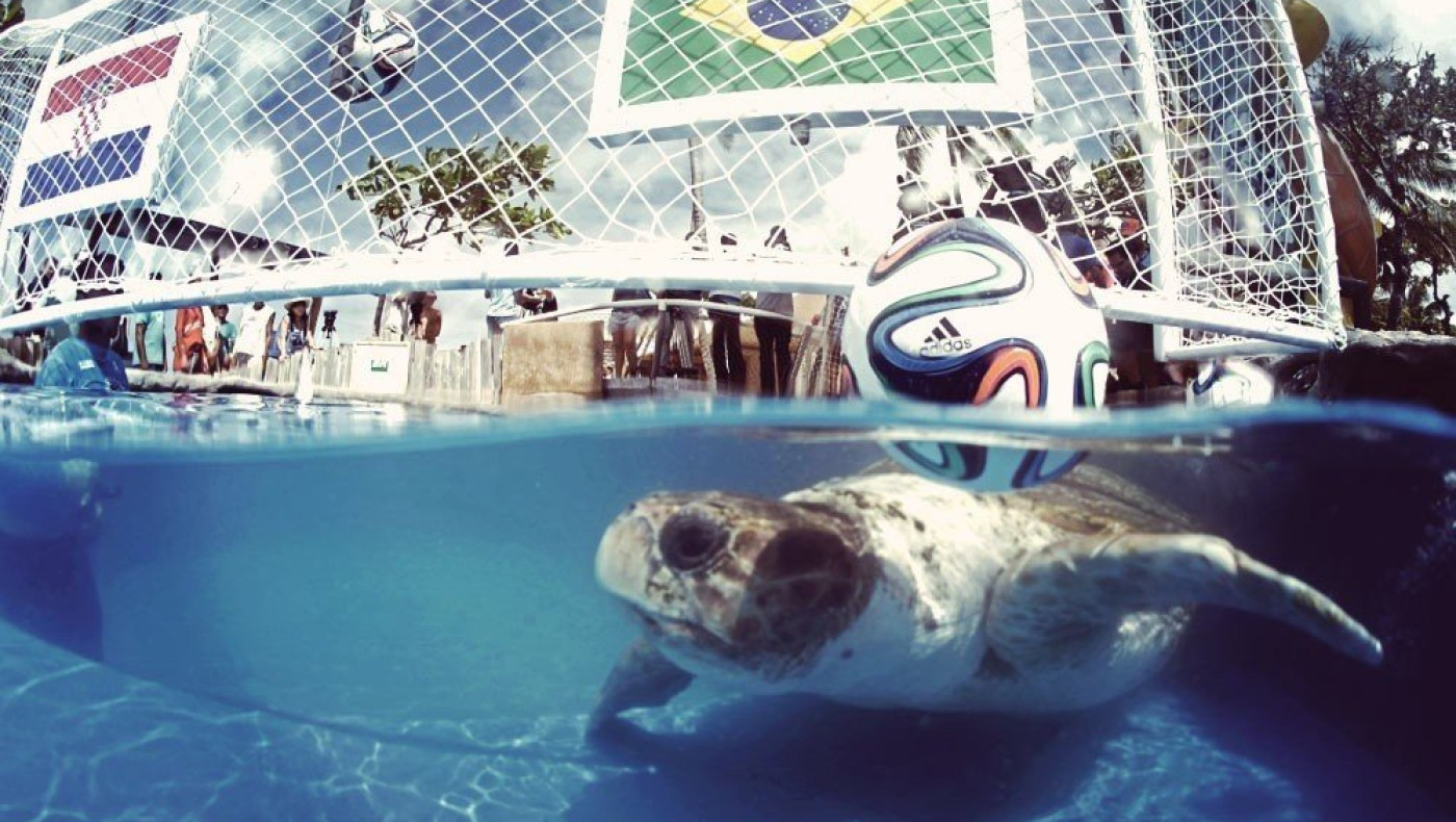 Η χελώνα έδειξε Βραζιλία