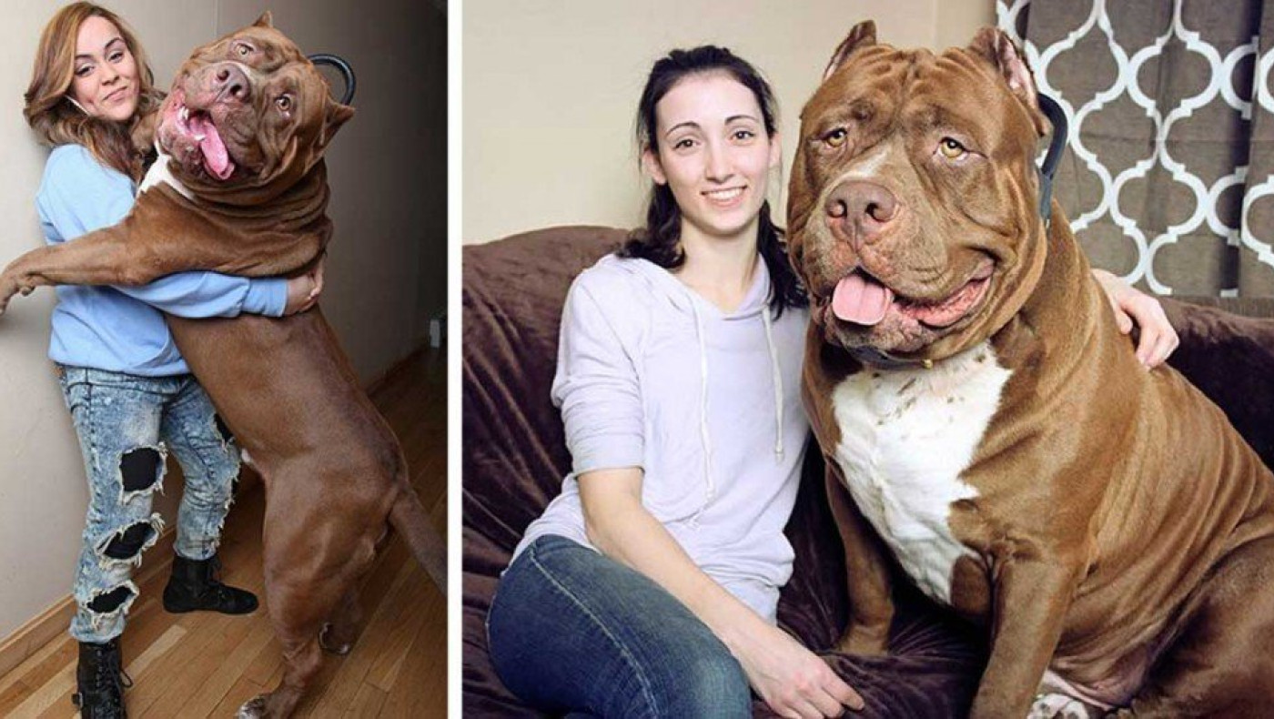 Το μεγαλύτερο Pitbull στο κόσμο ακόμα μεγαλώνει!
