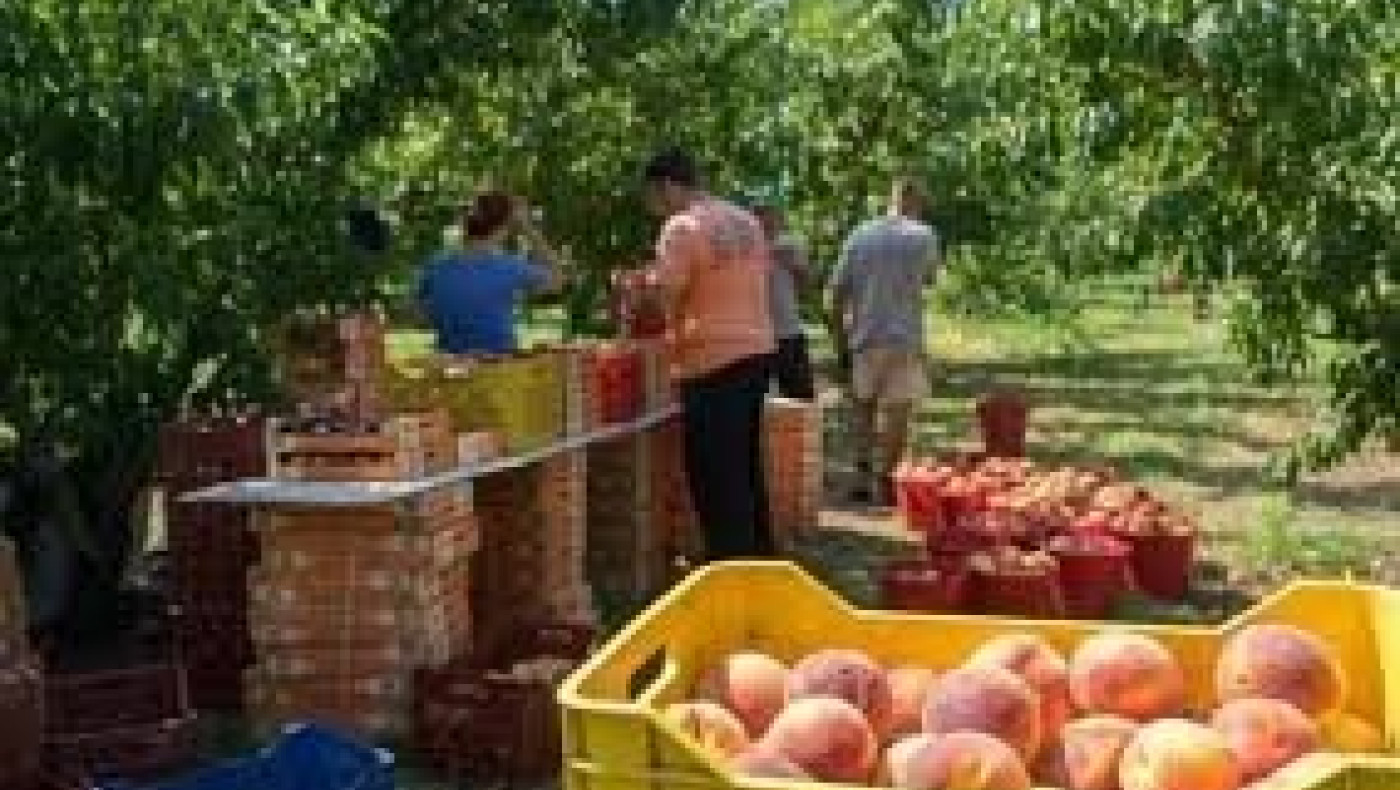 Για εμπαιγμό καταγγέλουν την κυβέρνηση οι ροδακινοπαραγωγοί Ημαθίας