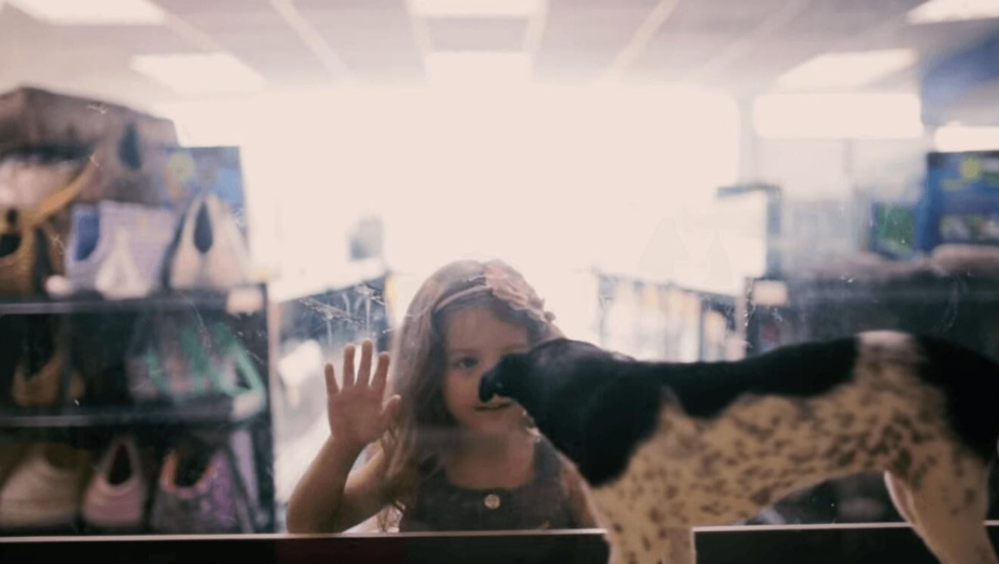 Ένα pet shop αντικατέστησε, μυστικά, τα ζώα προς πώληση με αδέσποτα