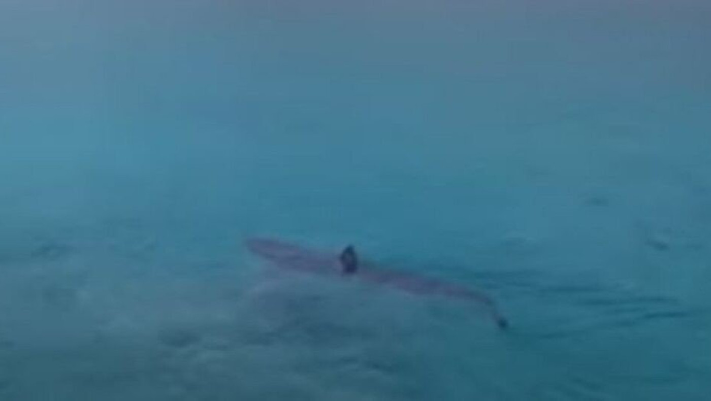 Kαρχαρίας στο Πόρτο Γερμενό... έκοβε βόλτες στα ρηχά!