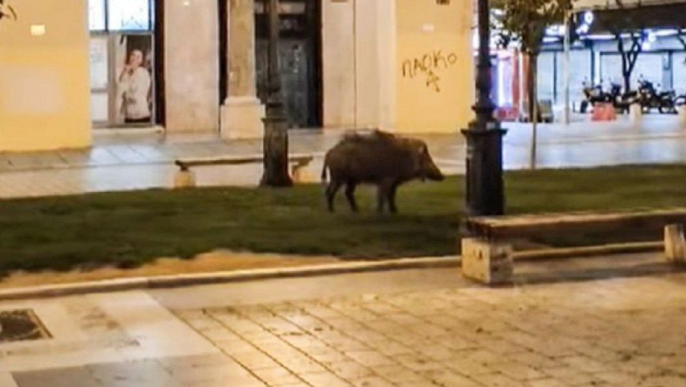 Αγριογούρουνο έκανε βόλτες στην Αριστοτέλους!