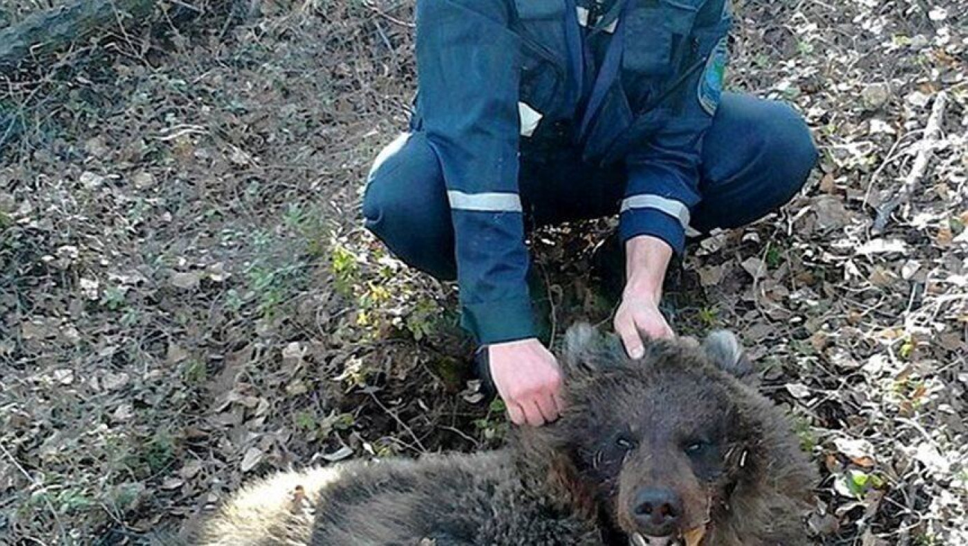 Χαροπαλεύει μία γυναίκα από τη Ρωσία, μετά από επίθεση από αρκούδα