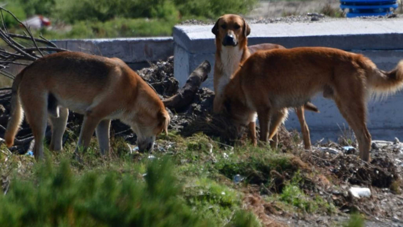 Ηλεία: Πέθανε και τον κατασπάραξαν ζώα στην αυλή του σπιτιού του
