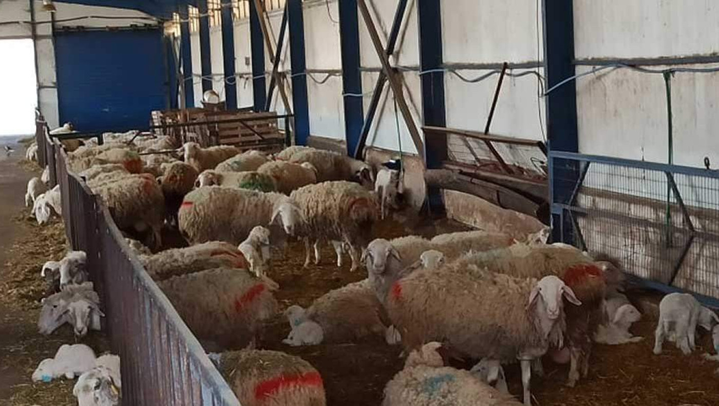 Κοζάνη: Επανάσταση στην κτηνοτροφία από τους «Περήφανους Κτηνοτρόφους» του Αγ. Δημητρίου