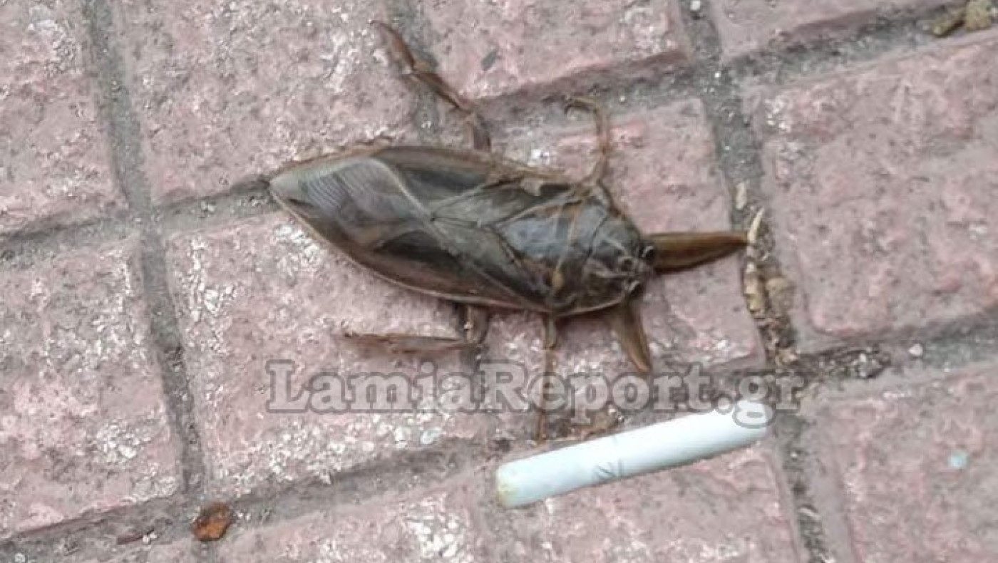 Λαμία: Εμφανίστηκε ξανά ο Λιθόκερος - Το μεγαλύτερο δηλητηριώδες έντομο