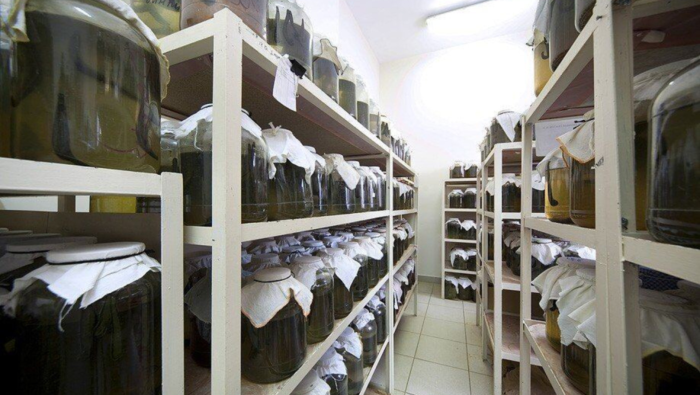 Ξενάγηση σε ένα Ρωσικό κέντρο καλλιέργειας Βδέλλας