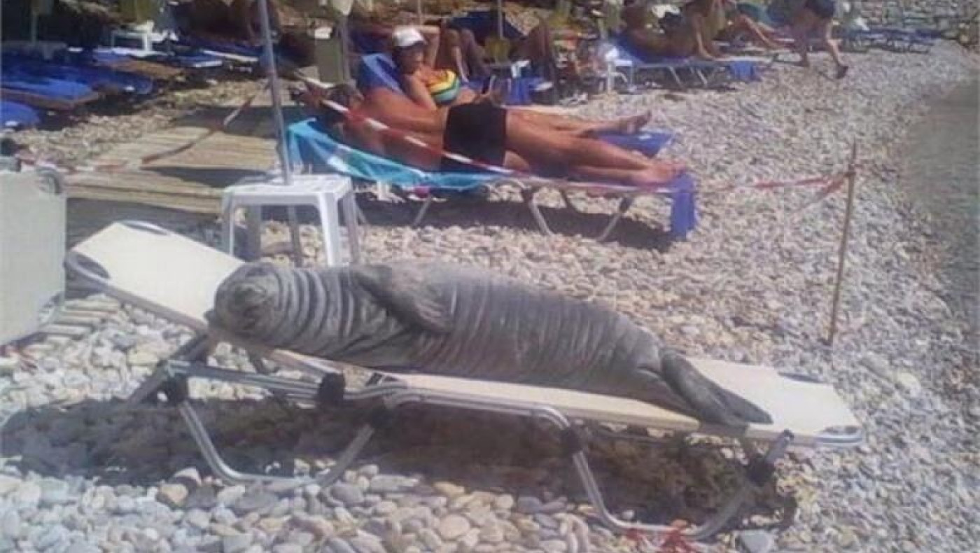 Η φώκια που έκλεψε τις καρδιές όλων!