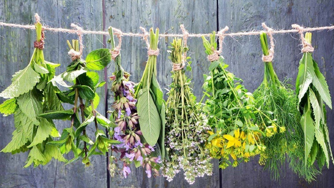 Τα ελληνικά βότανα με την ισχυρότερη αντιική και αντιμικροβιακή δράση