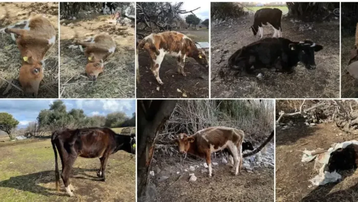 Κολαστήριο ζώων στην Κω