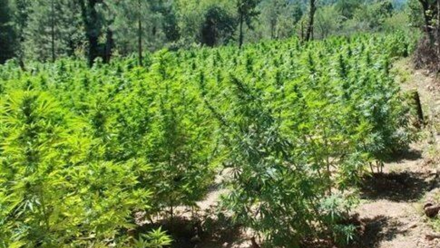 Κορινθία: Μεγάλη φυτεία δενδρυλλίων χασίς σε δύσβατη δασώδη περιοχή