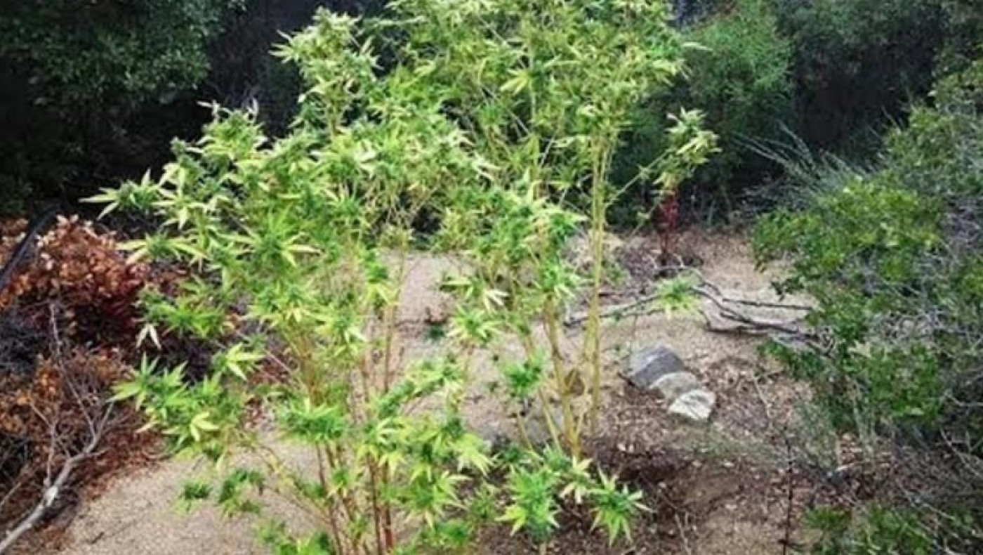 Χαλκιδική: 54χρονος είχε έτοιμο για πώληση ένα κιλό χασίς από τη φυτεία του!