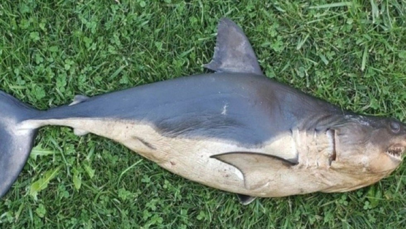 Ψάρι 500 κιλών διασταύρωσης σολομού - καρχαρία βρέθηκε στις ΗΠΑ