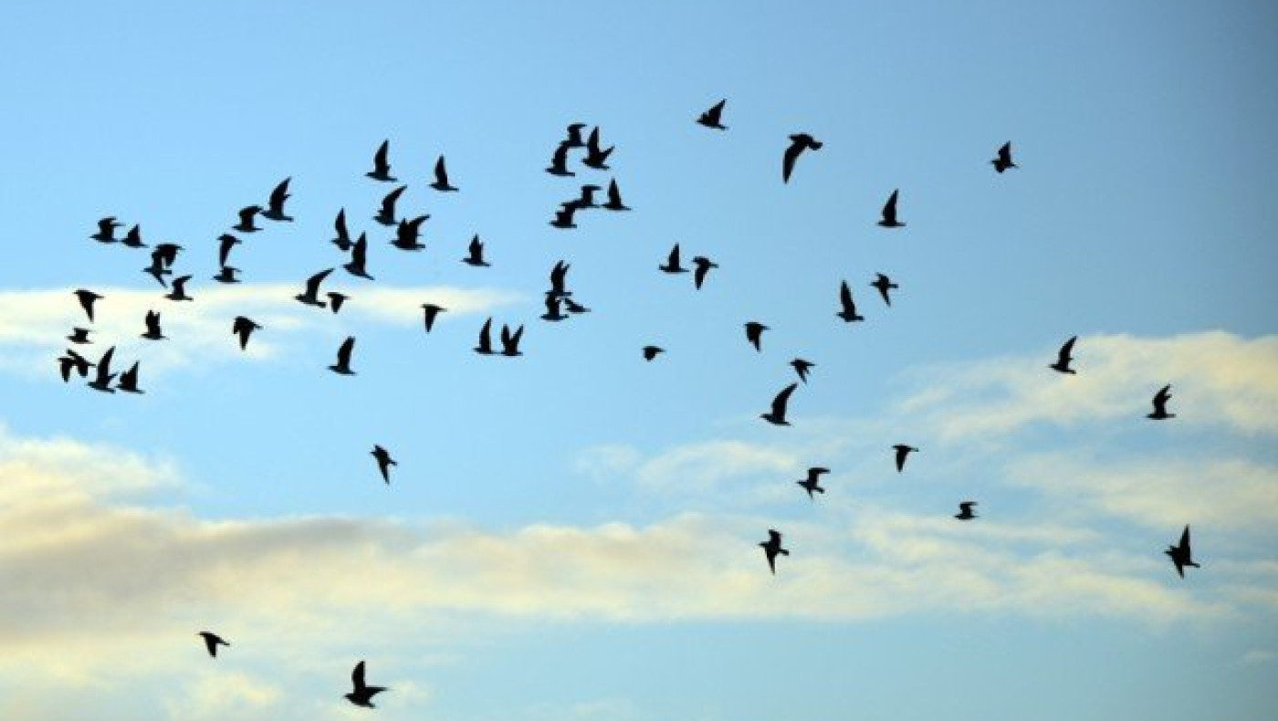 144 είδη πουλιών στο πολεοδομικό συγκρότημα της Θεσσαλονίκης