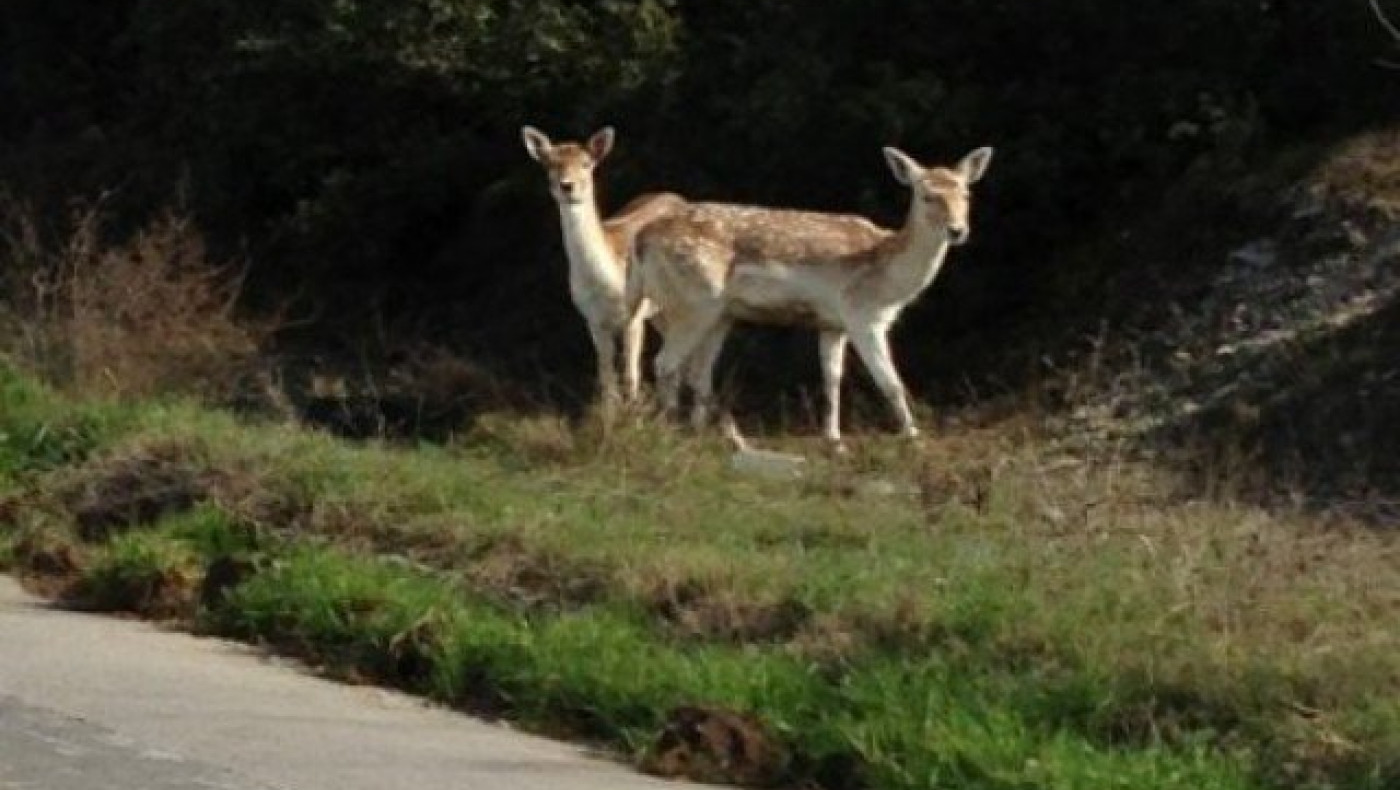 Δύο ζαρκάδια εξέπληξαν τους περαστικούς στο Σέιχ Σου!