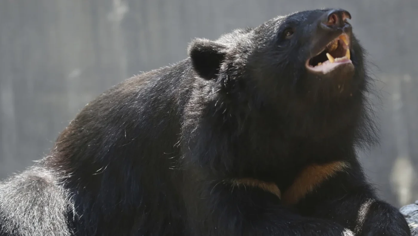 Κτηνωδία στη Δράμα: Πυροβόλησαν και αποκεφάλισαν νεαρή αρκούδα!