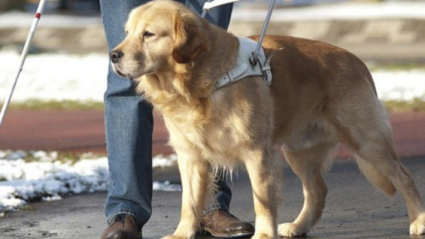 Τα μέσα μεταφοράς θα επιτρέπουν πλέον την είσοδο σκύλων-οδηγών τυφλών