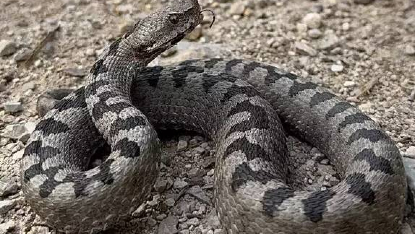 Γ' Εθνική: Ποδοσφαιριστής πήγε στο νοσοκομείο μετά από δάγκωμα οχιάς