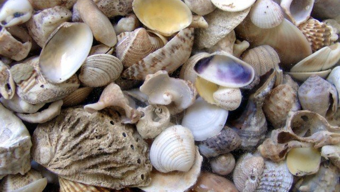 Θεσσαλονίκη: Κατασχέθηκαν 29 κιλά όστρακα από τη Μηχανιώνα