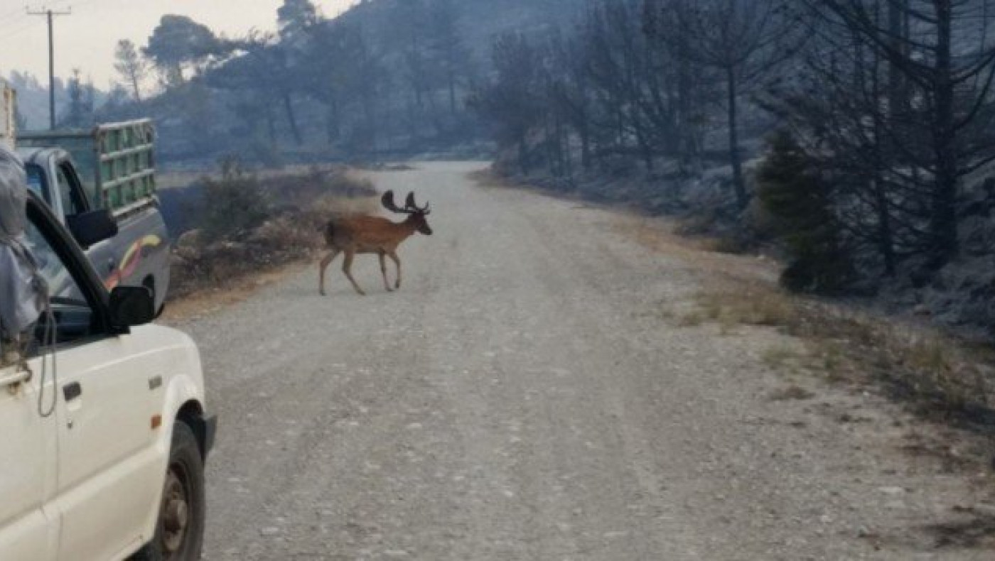 Το τρομαγμένο ελάφι στα αποκαΐδια της Νότιας Ρόδου