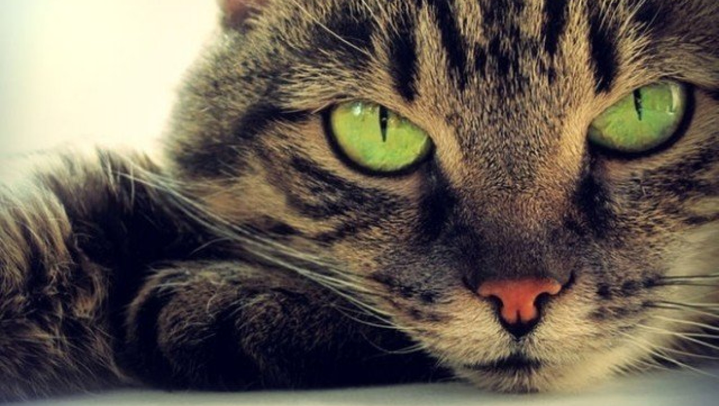 Ο ιός που εξοντώνει γάτες σε Θεσσαλονίκη και Χαλκιδική