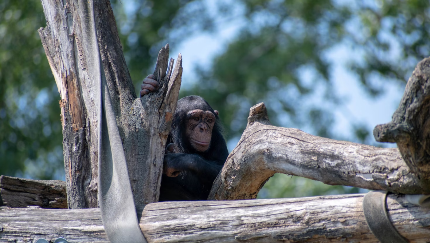 Ζευγάρι μεγάλωνε το γιο του μαζί με χιμπατζή: Η τραγική κατάληξη του πειράματος