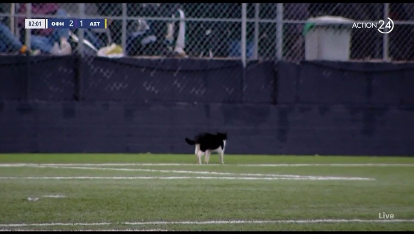 ΟΦΗ - Αστέρας: Γάτα κάνει τη βόλτα της στον αγωνιστικό χώρο!