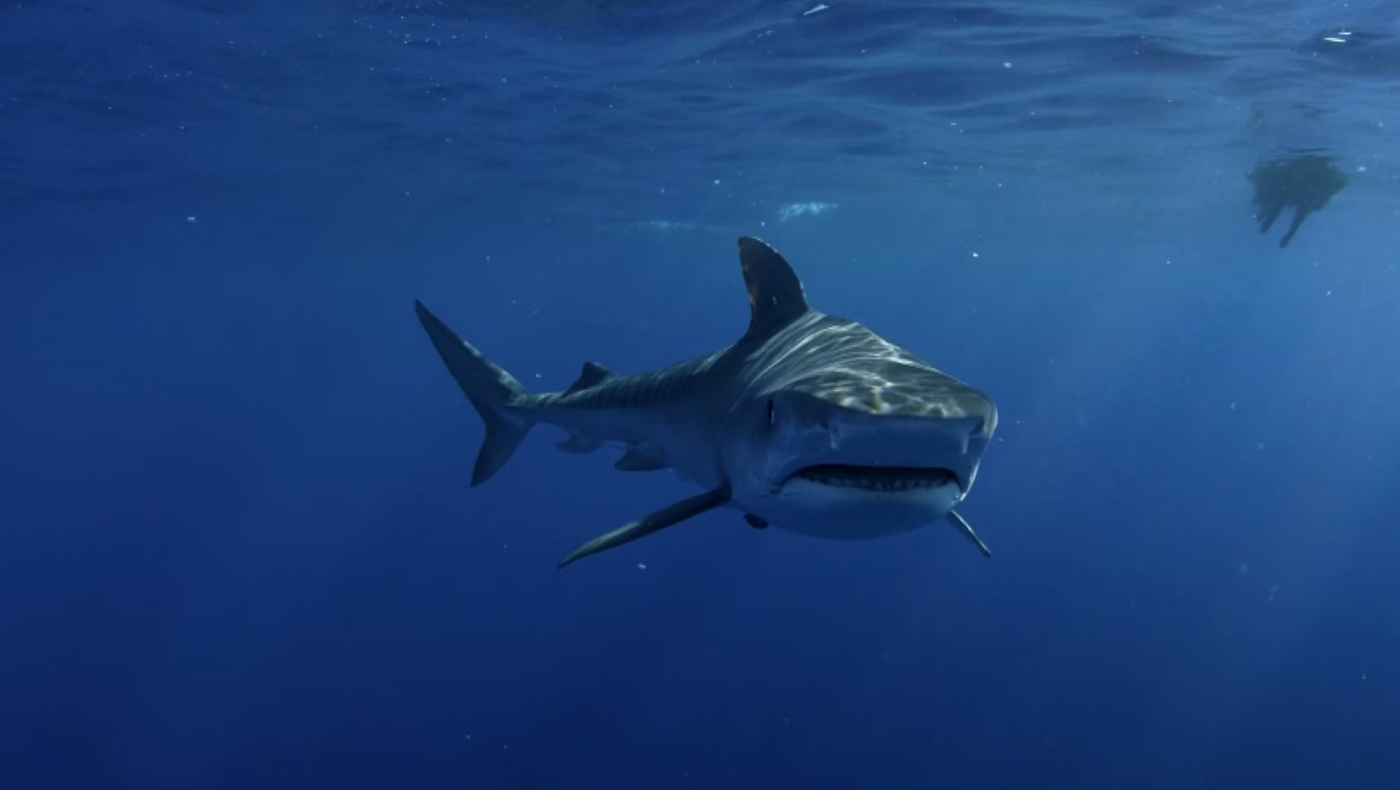 Mako: Ποιος είναι ο επαπειλούμενος καρχαρίας που αλιεύτηκε στην Τζια