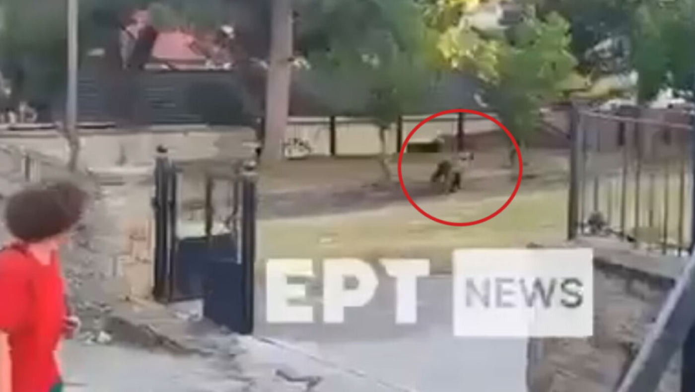 Καστοριά: Αρκούδα εμφανίστηκε σε αυλή σχολείου στο Νεστόριο