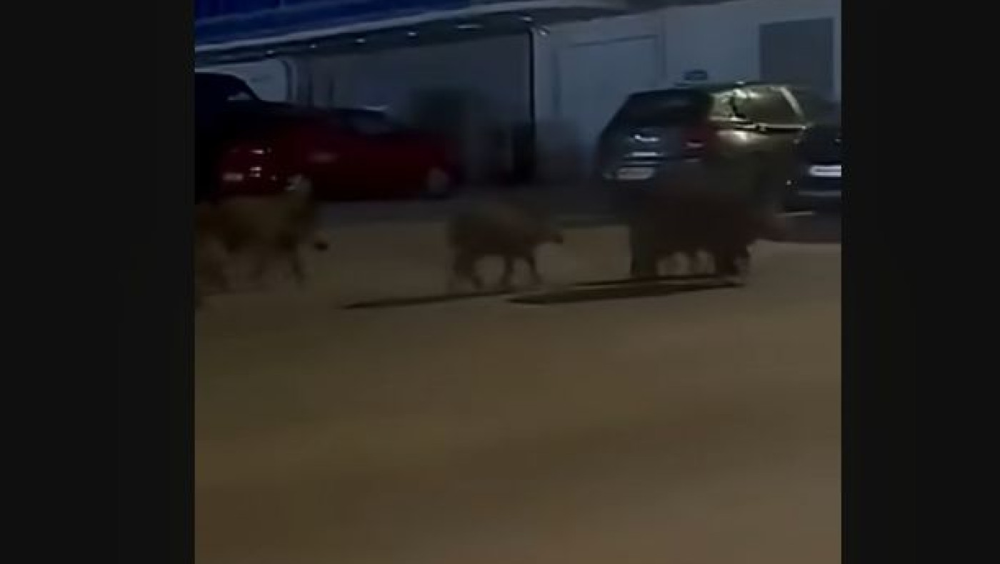 Καλαμαριά: Κοπάδι αγριογούρουνων έκανε... σουλάτσο (vid)