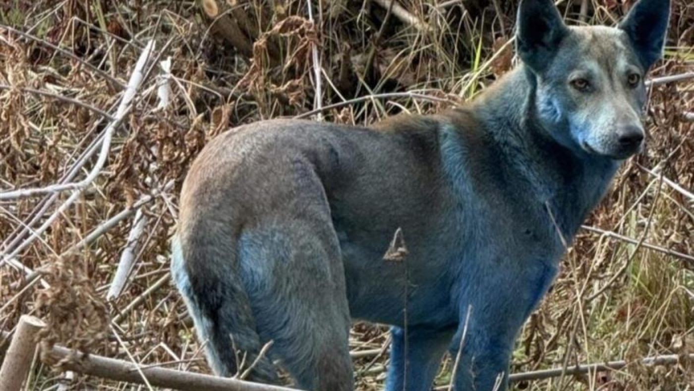 Μυστήριο με μπλε σκύλο στο Τσερνόμπιλ!