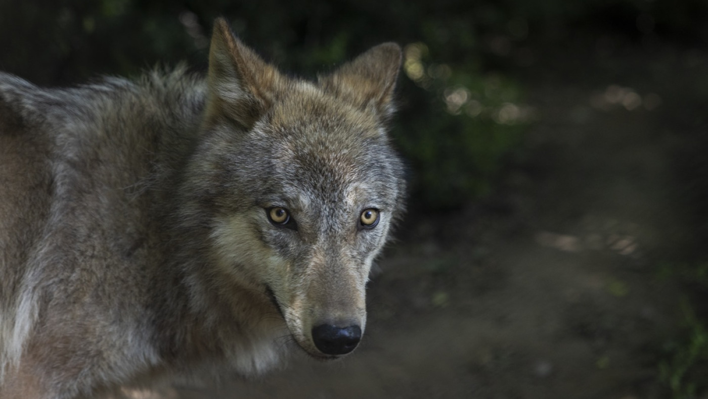 Χαλκιδική: Νέα εμφάνιση λύκου στη Μεγάλη Παναγία