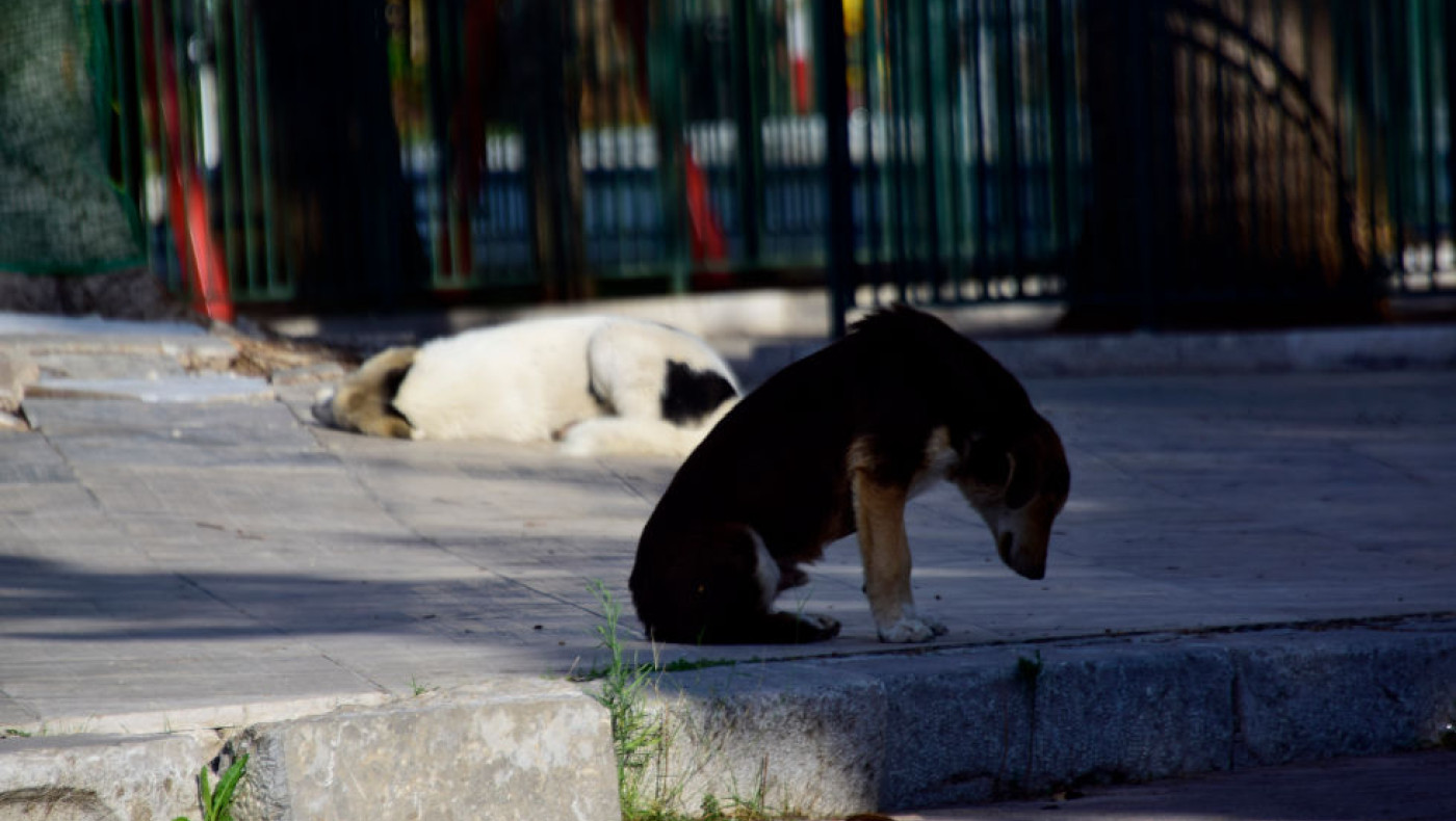 Αγέλη αδέσποτων επιτέθηκε σε 14χρονη: «Από την Πυλαία... ως την Καλαμαριά»