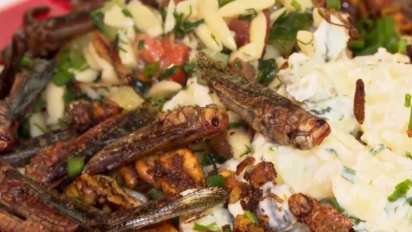 Καφέ που σερβίρει πιάτα... με ακρίδες και σκουλήκια