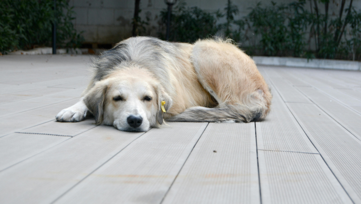 90χρονος έδεσε με χαρτοταίνια σκύλο και τον έθαψε ζωντανό στη Θεσσαλονίκη