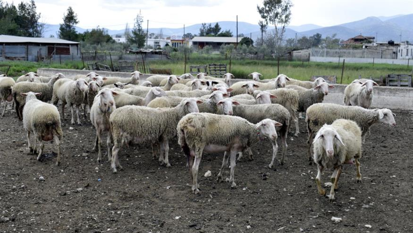 Ευλογιά των αιγοπροβάτων: Δεν υποκαθιστά τα μέτρα βιοασφάλειας ο εμβολιασμός
