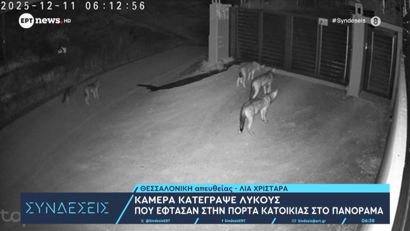 Τρόμος στη Θεσσαλονίκη: Λύκοι «πολιορκούν» σπίτι στο Πανόραμα!