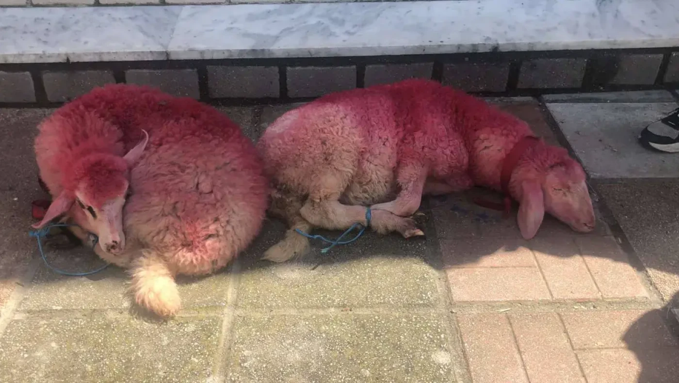 Θεσσαλονίκη: Έδεσαν αρνάκια και τα έβαψαν κόκκινα έξω από εκκλησία