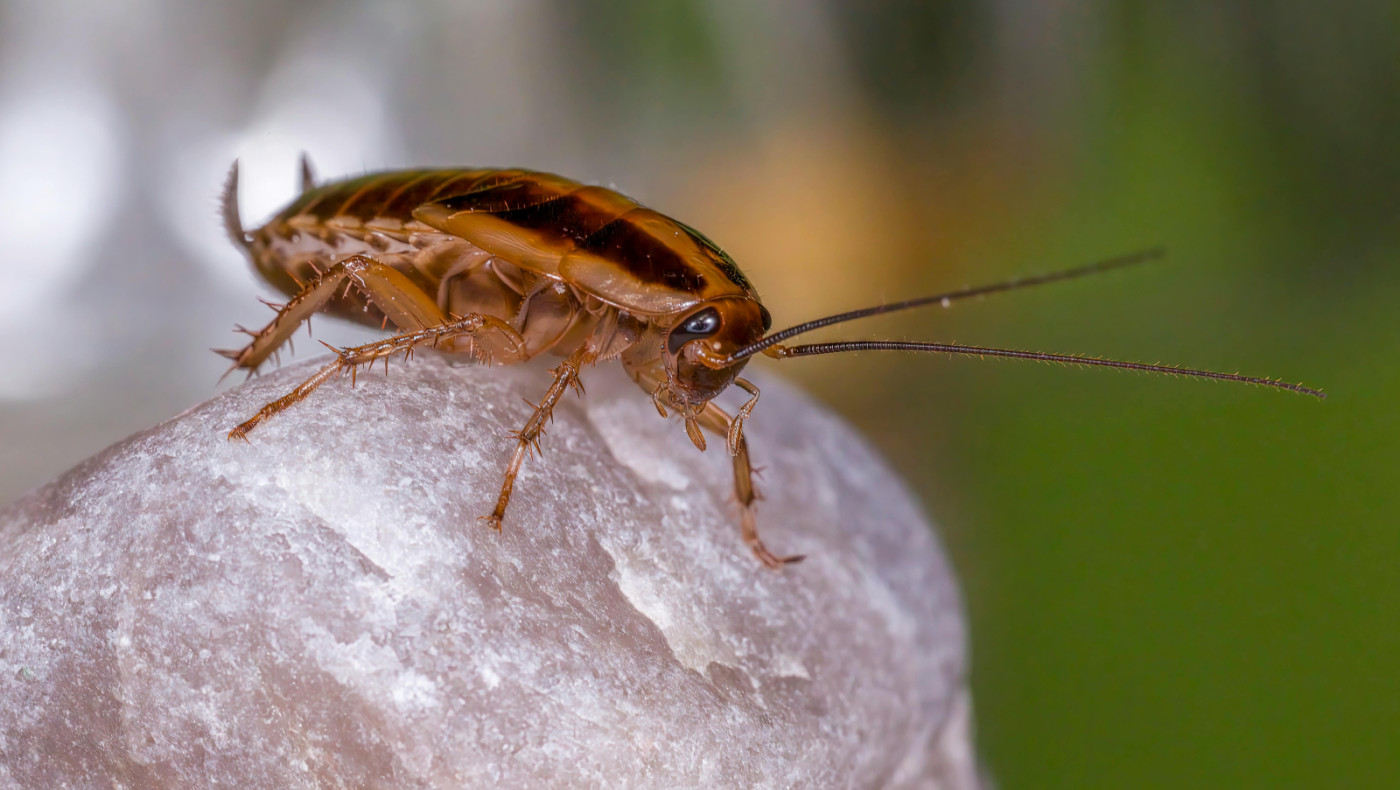 Κατσαρίδες που βγαίνουν από αποχετεύσεις - Πώς να τις εξοντώσετε χωρίς χημικά