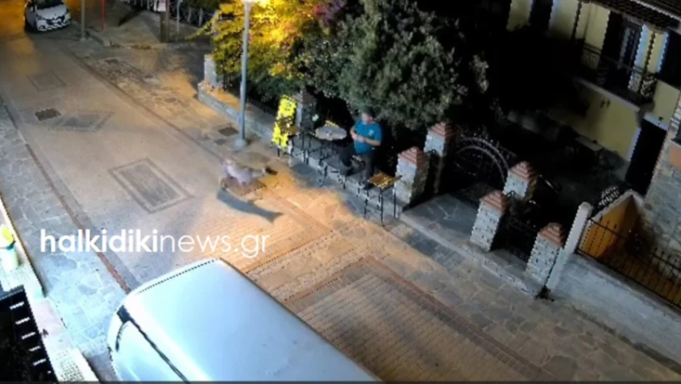 Αναστάτωση στη Νικήτη-Λύκος έκανε... βόλτα μέσα στον οικισμό (vid)