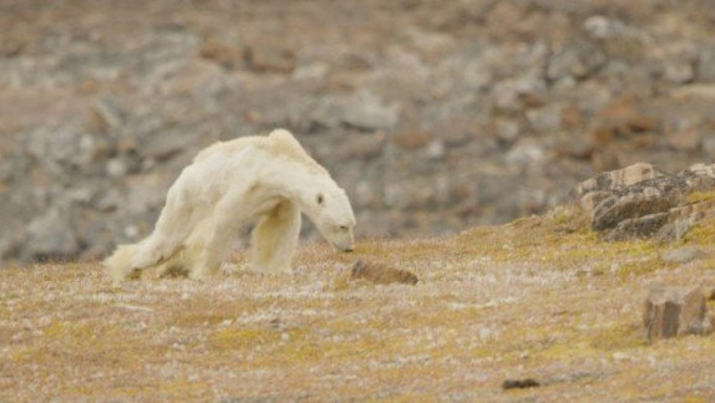 Συγκλονιστικό βίντεο με πολική αρκούδα που   λιμοκτονεί!