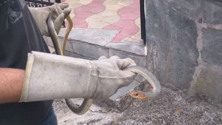 Θεσσαλονίκη: Απομάκρυναν φίδι από αποθήκη κατοικίας στη Λητή (ΒΙΝΤΕΟ)