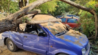 Θεσσαλονίκη: Δέντρο έπεσε πάνω              σε τέσσερα Ι.Χ.
