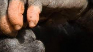 O γορίλας με τα... ανθρώπινα δάχτυλα που έχει γίνει viral (pic)