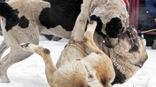 Φρίκη σε «αγώνες» σκύλων- Αιματηρές μάχες μέχρι θανάτου στην αρένα! (pics)