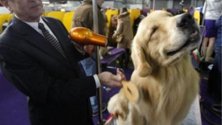 International Dog Festival Thessaloniki στη ΔΕΘ