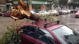 Δέντρo έπεσε σε αυτοκίνητο στην Καλαμαριά